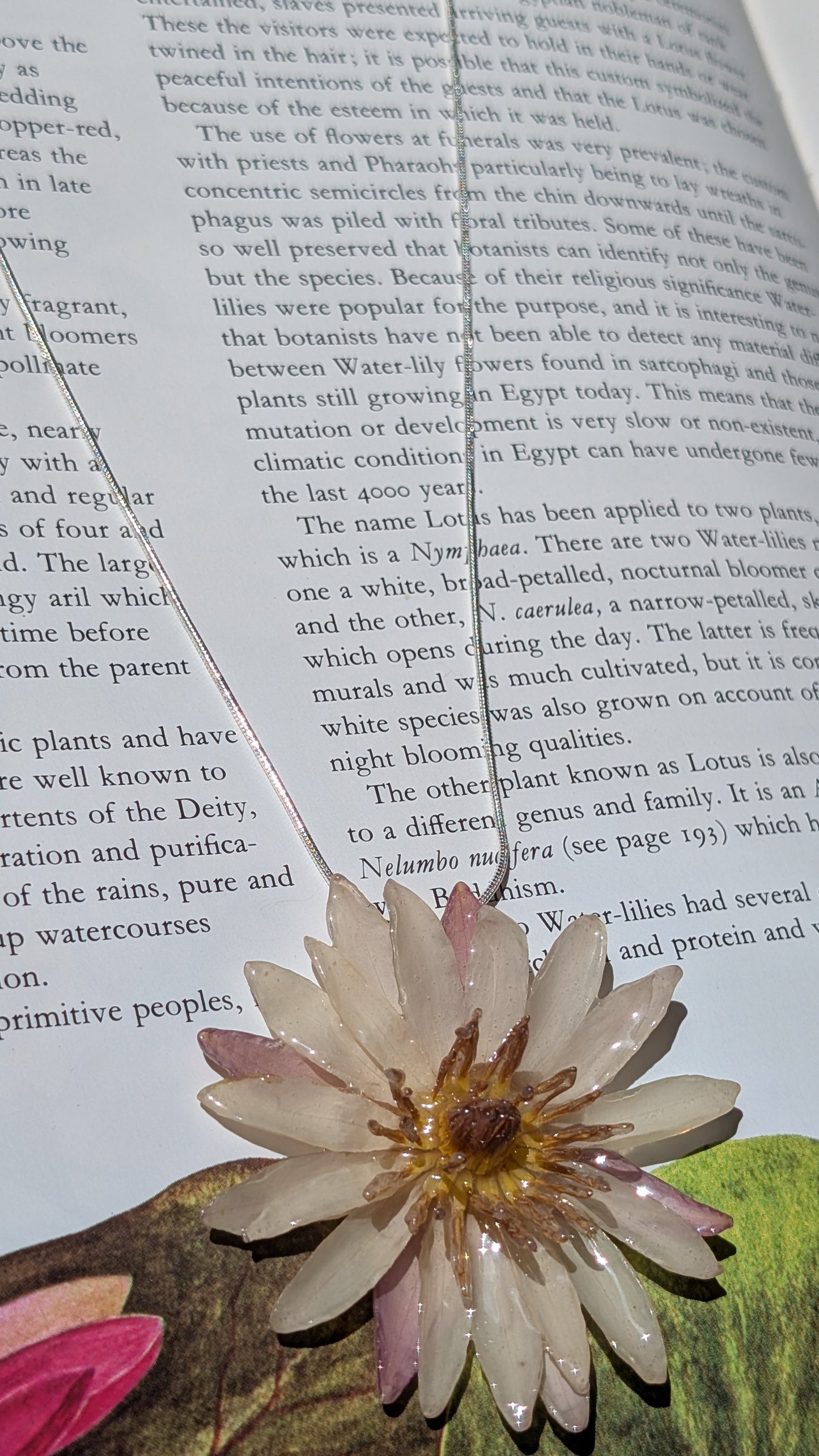 Real Pink Waterlily Pendant