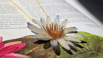 Real Blue Waterlily Pendant