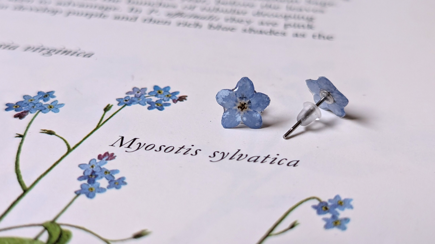 Real Forget-me-not Stud Earrings