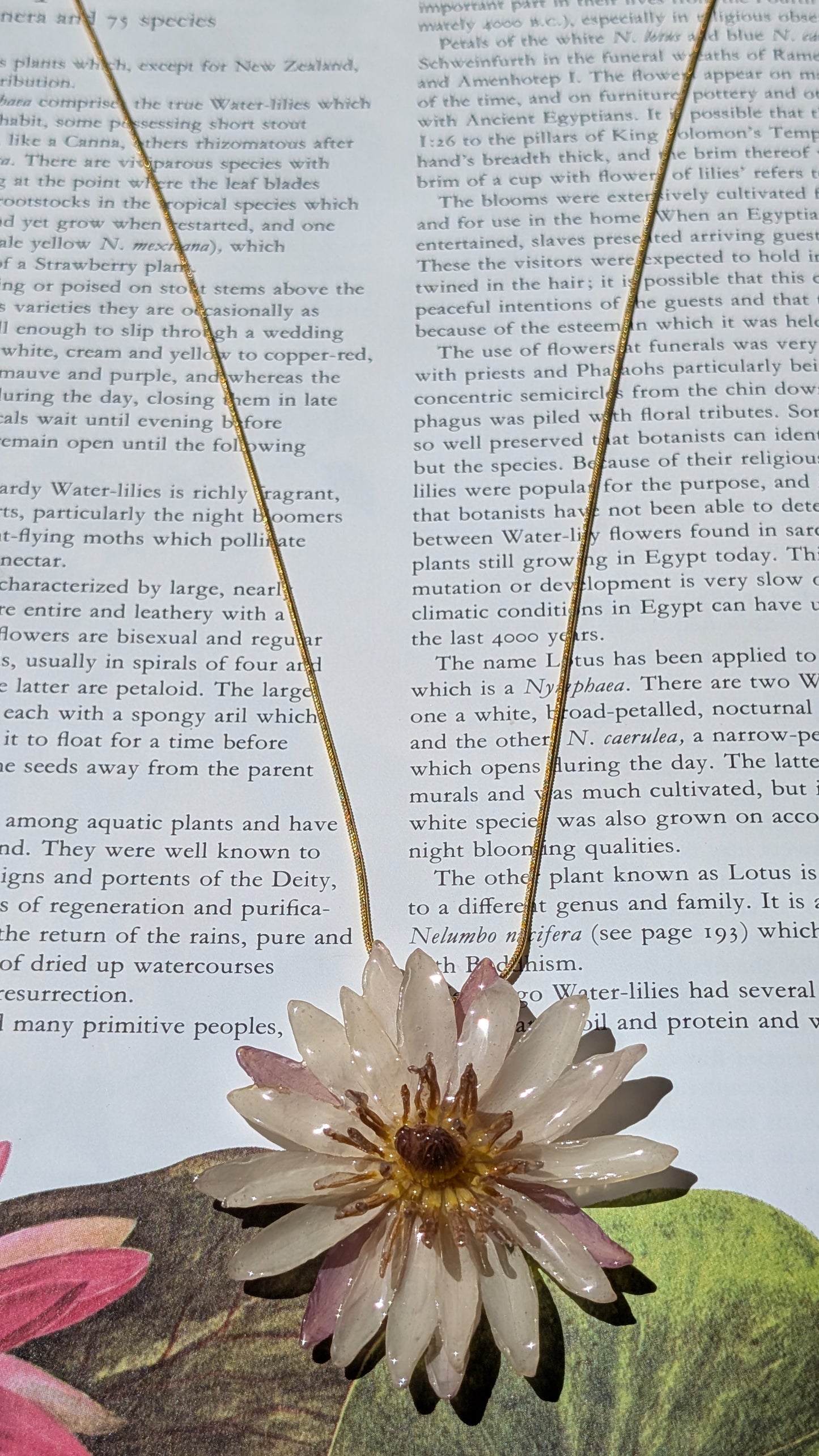 Real Pink Waterlily Pendant