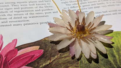 Real Pink Waterlily Pendant