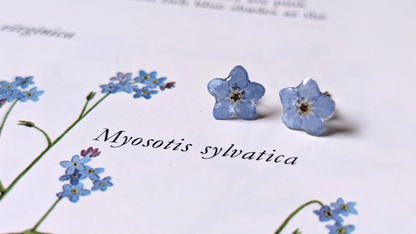 Real Forget-me-not Stud Earrings
