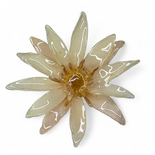 Real Cream Waterlily Brooch
